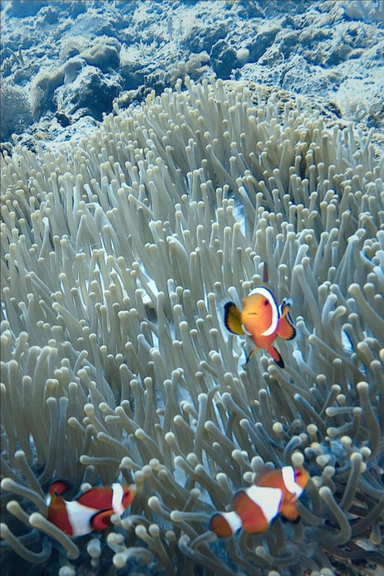 Nirvana Bamboo Houses & Dive Resort Моалбоал Екстериор снимка